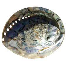 Abalone seven species of abalones are found in california. Abalone Schnecke Wolkenseifen
