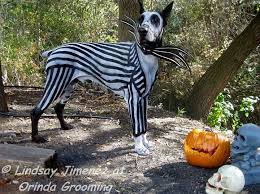 Jack skellington is the pumpkin king introduced in kingdom hearts, and originally taken from the touchstone/disney film the nightmare before the doctor approves of the idea, although jack is still not satisfied. Creative Grooming Pet Paint On Doberman Nightmare Before Christmas Jack Skellington Dog Halloween Costumes Christmas Dog Costume Dog Halloween