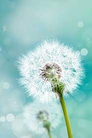 Pin By Ilikewallpaper All Iphone Wa On Iphone 4 S Wallpapers Dandelion Wallpaper Dandelion Screen Wallpaper Hd