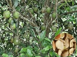 Image result for Hunteria congolana