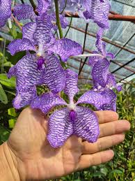 Image result for Vanda coerulea