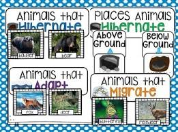 How to properly pronounce hibernate? Hibernation Bundle By Kindergarten Rocks Teachers Pay Teachers