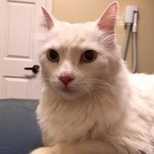 This is our Maine Coon, Max. He is 6 months old.