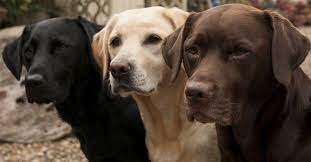 Lab Life Expectancy Influenced By Color The Animal Rescue Site News