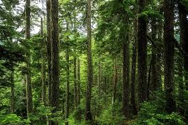 Pacific Northwest Forest A Shot Of Forest In The Pacific Northwest In Washington State Forest Pacific Northwest Washington Pacific Northwest North West Forest