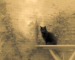Unproveable things we believe in that are impossible, excessive, or scary. Black Cat Dream Meaning Gypsy