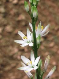 Image result for Chlorophytum bowkeri