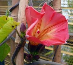 Image result for Stictocardia