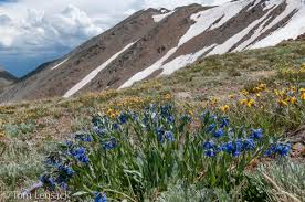 Image result for Landolphia lanceolata