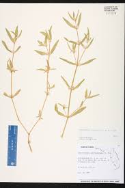 Image result for Alternanthera sessilis