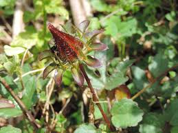 Image result for Hibiscus surattensis