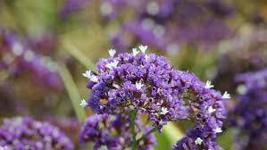 Types of purple flowers in california. Beautiful Purple Flowers At The Stock Footage Video 100 Royalty Free 18259789 Shutterstock