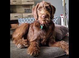 We did not find results for: Labradoodle Puppies For Sale Near Easton Massachusetts Usa Page 1 10 Per Page Puppyfinder Com