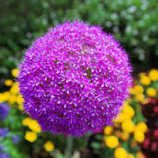 Voles are especially fond of tulips. 5 Allium Bulbs To Plant This Fall B B Barns Garden Center Landscape Services
