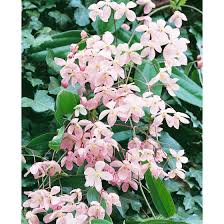 Let the clematis climb up a boring wall or bare partition. Clematis Armandii Apple Blossom Pflanzen Fur Dich De 7 95