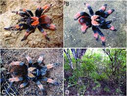 Image result for Emilia brachycephala