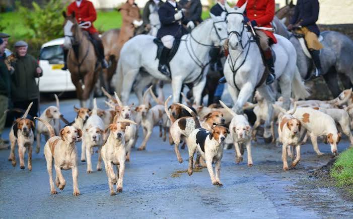 Cruelty, Chaos, And Criminality' Is Rife Ahead Of Hunting Season, Charity Says
