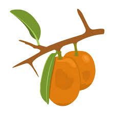 Image result for Ximenia