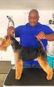 Grooming/Handstripping | BlackHawk Lakeland Terriers