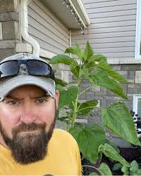 This sunflower of mine it's amazed me 12ft but not blooming yet ,,,,