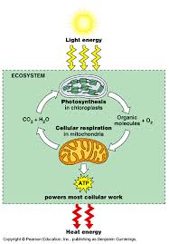 Photosynthesis And Cellular Respiration Photosynthesis And Cellular Respiration Cellular Respiration Photosynthesis