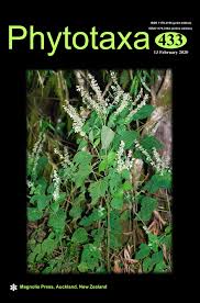 Image result for Justicia fittonioides