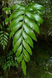 Image result for Asplenium laurentii