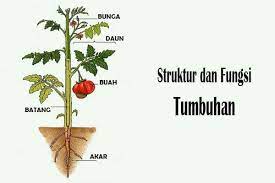 Struktur bagian, gambar dan fungsi sel tumbuhan. Struktur Dan Fungsi Tumbuhan Padamu Pendidikan Indonesia