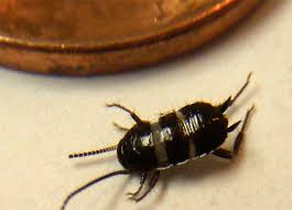 We did not find results for: Smokey Brown Cockroach Nymph What S That Bug