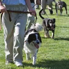 Program pairs troubled teens, rowdy dogs, to benefit of both