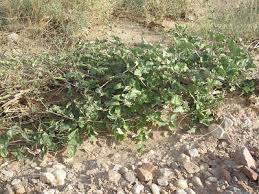 Image result for Commicarpus helenae