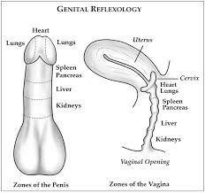 Genital Reflexology How Your Genitals Connect To Your Organs
