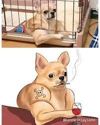 Memes Con Sabor A Awa De Uwu Estoy Mamadisimo Memes De Animales Divertidos Meme Divertido Memes Divertidos
