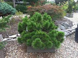 Japanese Black Pine Thunderhead Garden Verve Garden Shrubs Annual Garden Container Gardening