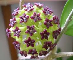 Hoya plants are tropical plants that could be stressed by cold tap water. Purple Hoya Plant Orchid Seeds Hoya Flowers Unusual Flowers