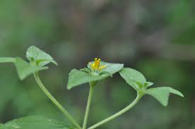 Image result for Sclerocarpus africanus