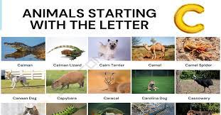 It can be traced back to at least 1000 bce, and it is still in use today in modern greece. Animals That Start With C List Of 60 Animals Starting With C 7esl