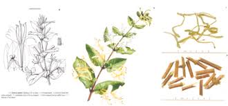Image result for Caprifoliaceae