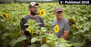More images for how to grow sunflowers in ontario » A Sunflower Farm Invited Tourists It Ended Up Like A Zombie Apocalypse The New York Times