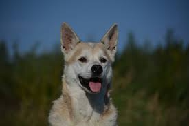 Nicht wie gewohnt geöffnet haben. Deutsche Ubersetzungen Canine Addisons Ressourcen Education Care
