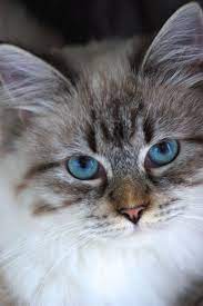 La denominación de neva masquerade hace referencia a una variante del gato siberiano, concretamente la variante colorpoint. My Beautiful Neva Siberische Neva Masquerade Cute Cats Beautiful Cats Siberian Cat