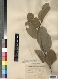 Image result for Philenoptera nelsii