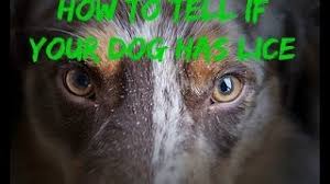 Image result for what do lice look like in dog fur