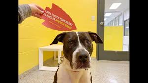 Meet adoptable cats and kittens from your community, lovingly cared for right here at your. Every Kennel Empty At Kansas City Animal Shelter Thanks To Super Bowl Star 5newsonline Com