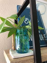 Maybe you would like to learn more about one of these? Horticulture Propagating My Money Tree Bobbieness