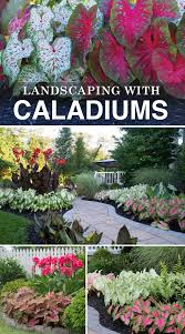 Landscaping Made Easy With Caladiums Longfield Gardens Front Landscaping Front Yard Landscaping Backyard Landscaping Designs