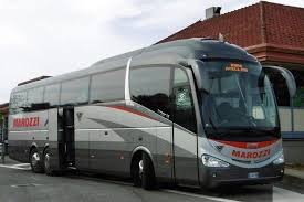 Image result for Maerua bussei