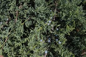 A very tolerant, hardy plant that's great for groupings on banks or low border areas. Juniperus Virginiana Grey Owl Grey Owl Juniper North Carolina Extension Gardener Plant Toolbox