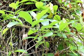 Image result for Cryptolepis apiculata
