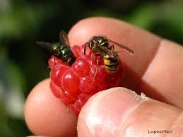 Haben sie einmal fliegen im haus, werden sie diese oftmals nicht mehr so schnell los. Grune Fliegen Invasion Tiere Insekten Plage